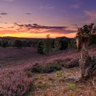 Sonnenuntergang in der Fischbeker Heide -2-