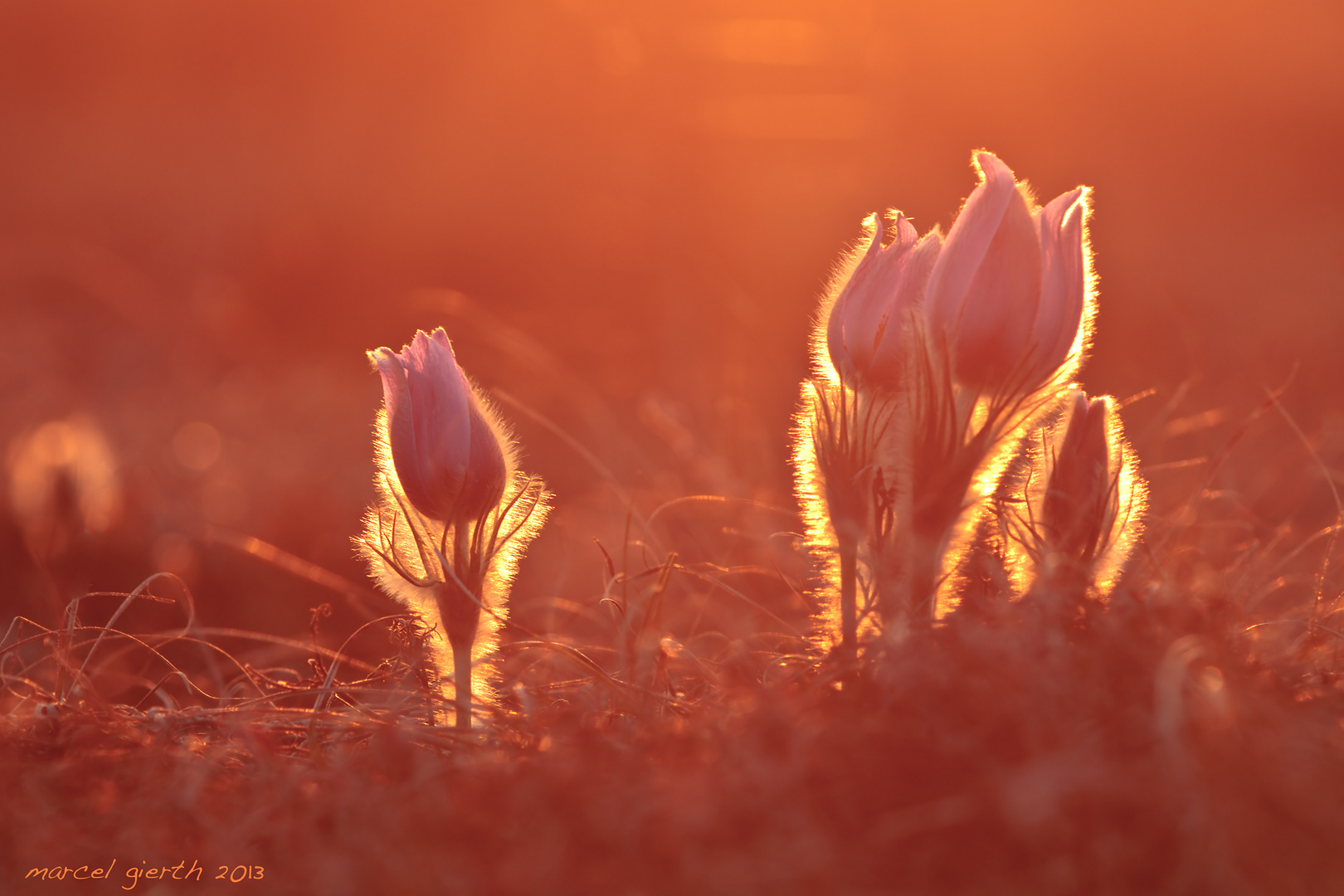 Sonnenuntergang in der Garchinger Heide