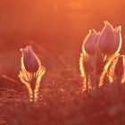 Sonnenuntergang in der Garchinger Heide