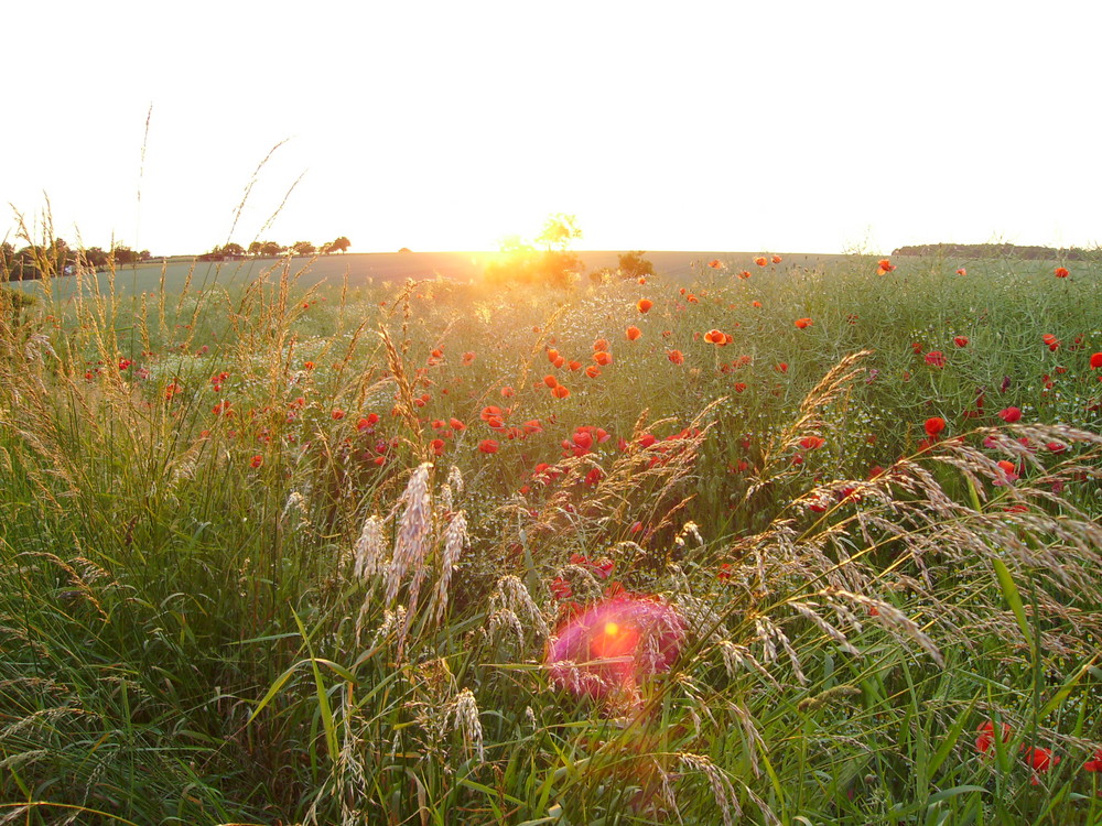 Sonnenuntergang in der Gemeinde Saara bei Altenburg