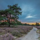 Sonnenuntergang in der Heide