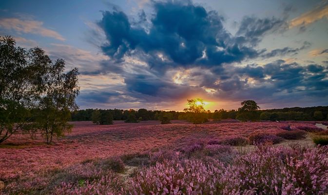 Sonnenuntergang in der Heide