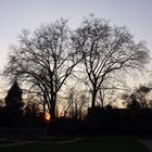 Sonnenuntergang in der Kölner Flora