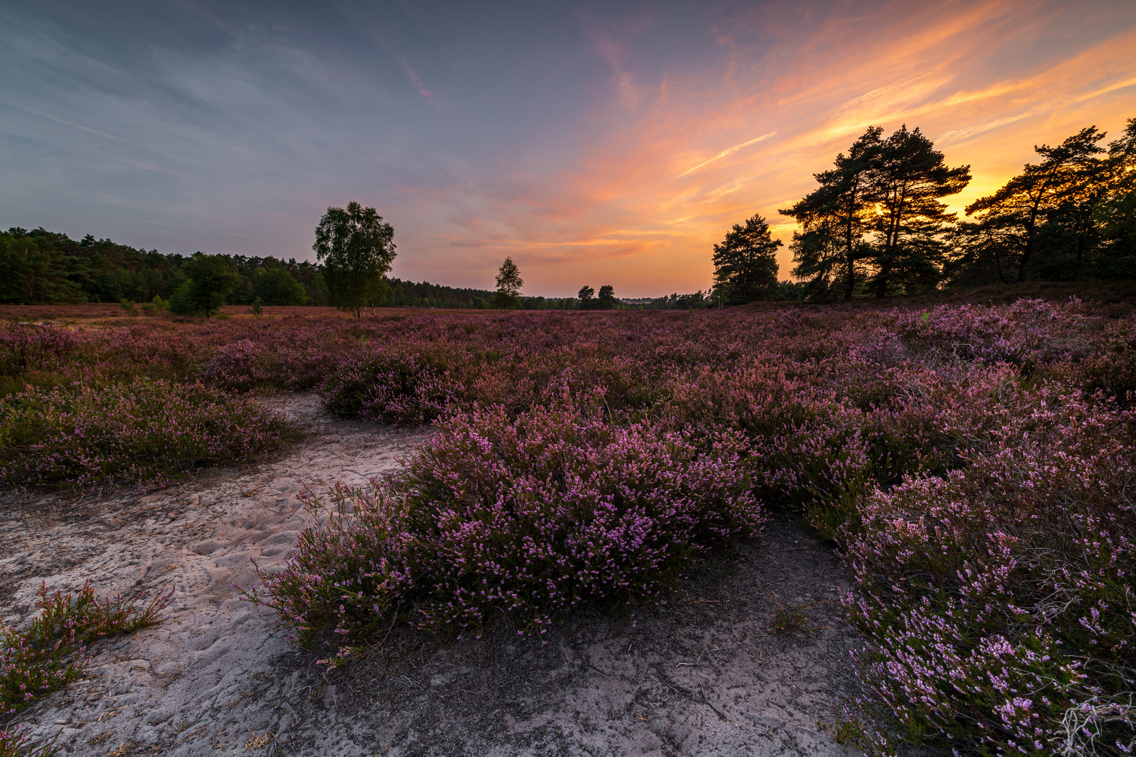 Sonnenuntergang in der Lüneburger Heide 