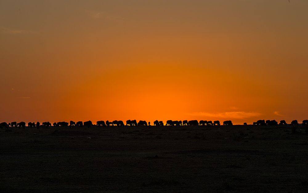 Sonnenuntergang in der Mara