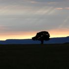 Sonnenuntergang in der Masai Mara