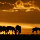 Sonnenuntergang in der Masai-Mara