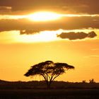 Sonnenuntergang in der Masai Mara (Kenia)