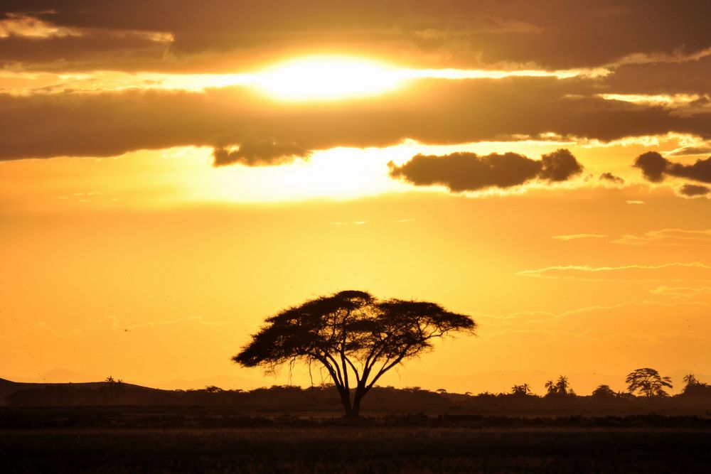 Sonnenuntergang in der Masai Mara (Kenia)