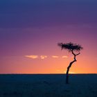 Sonnenuntergang in der Masai MAra (Kenia)
