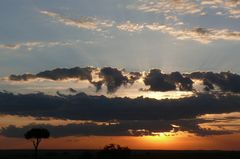 Sonnenuntergang in der Massai Mara (2)