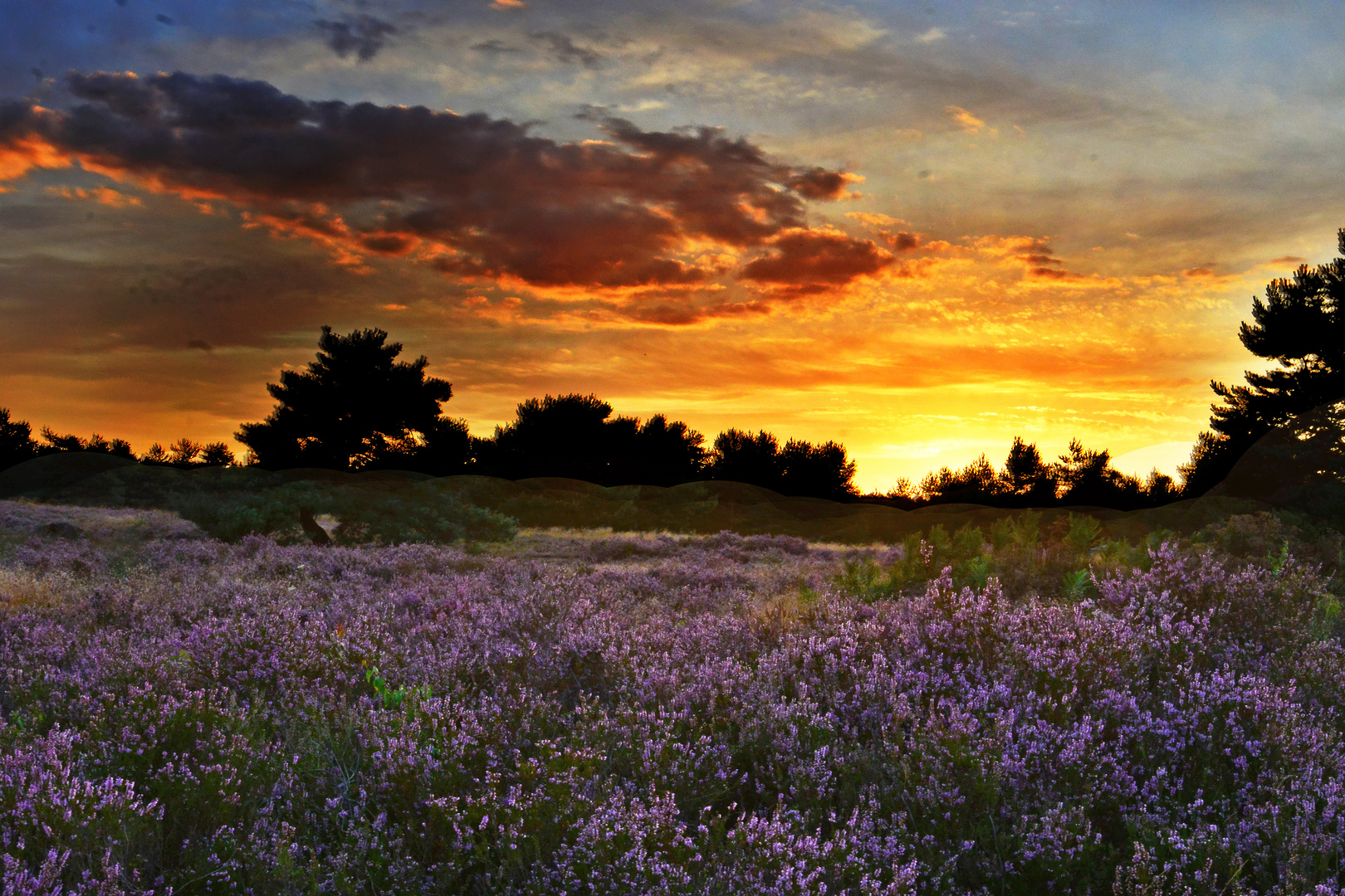 Sonnenuntergang in der Mehlinger Heide