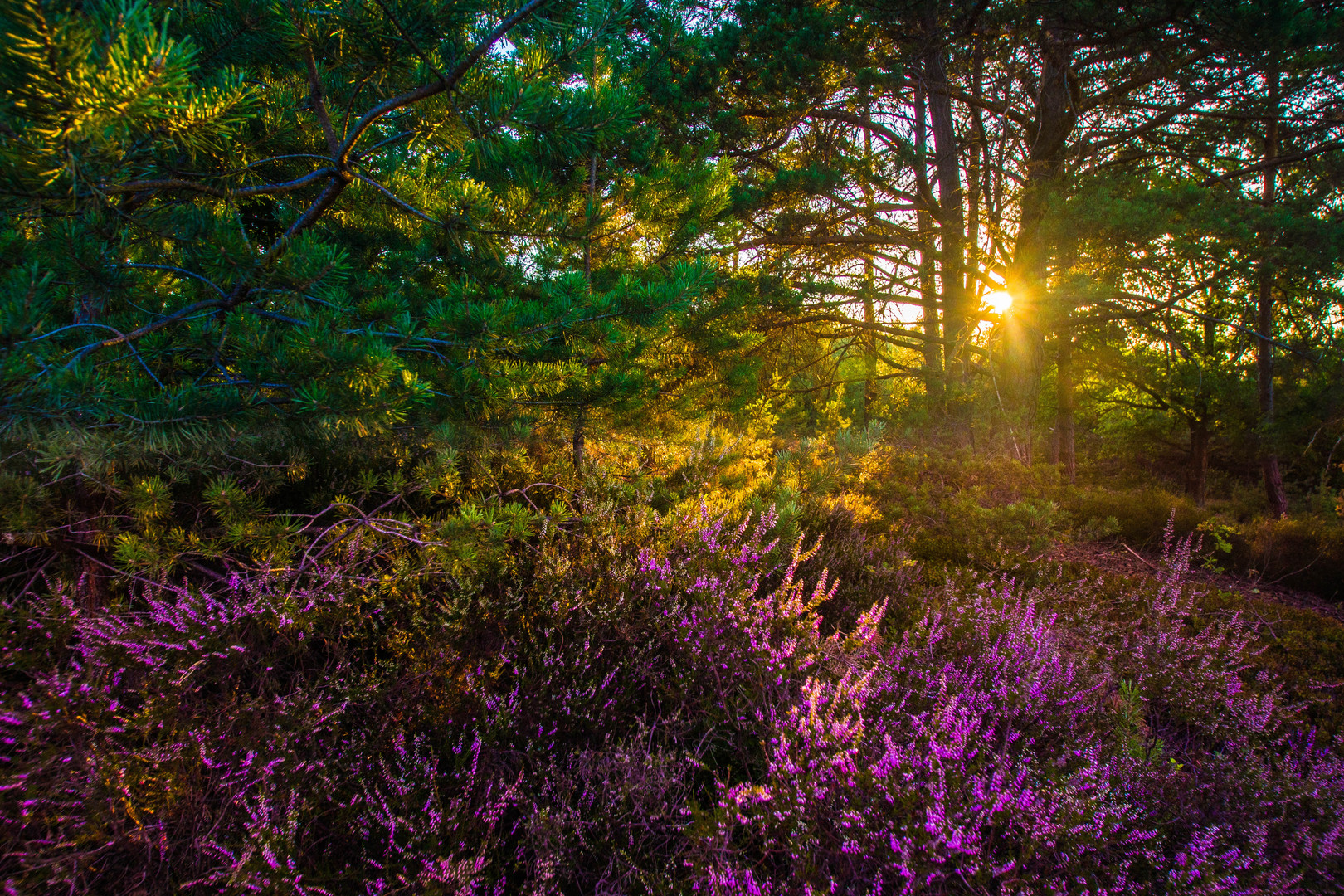 Sonnenuntergang in der Mehlinger Heide 