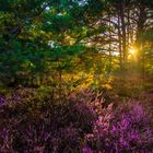 Sonnenuntergang in der Mehlinger Heide 