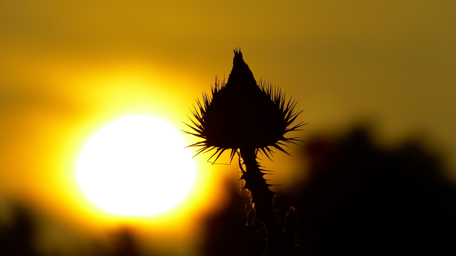 Sonnenuntergang in der Prärie