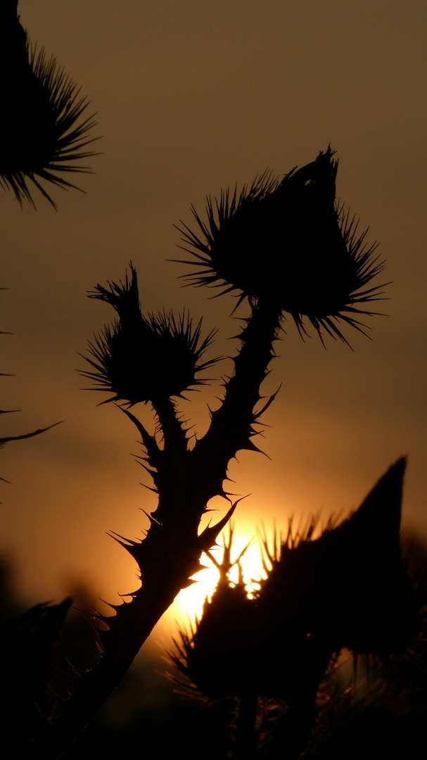 Sonnenuntergang in der Prärie