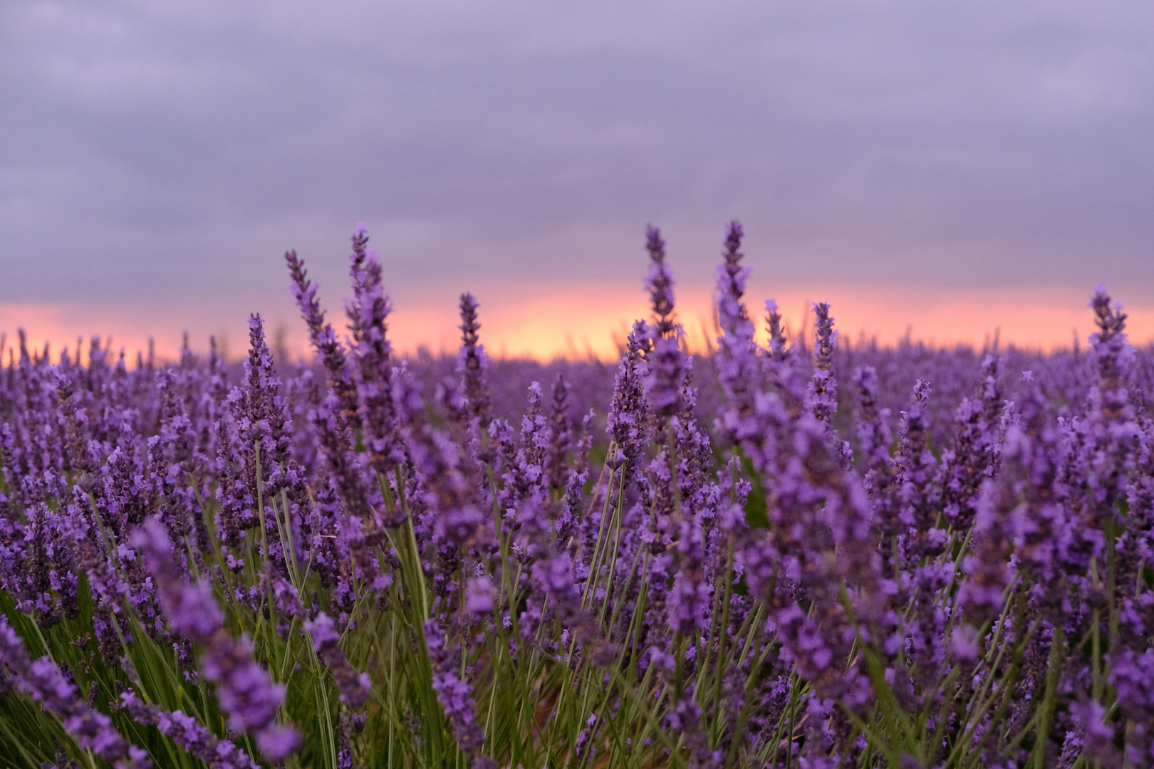 Sonnenuntergang in der Provence