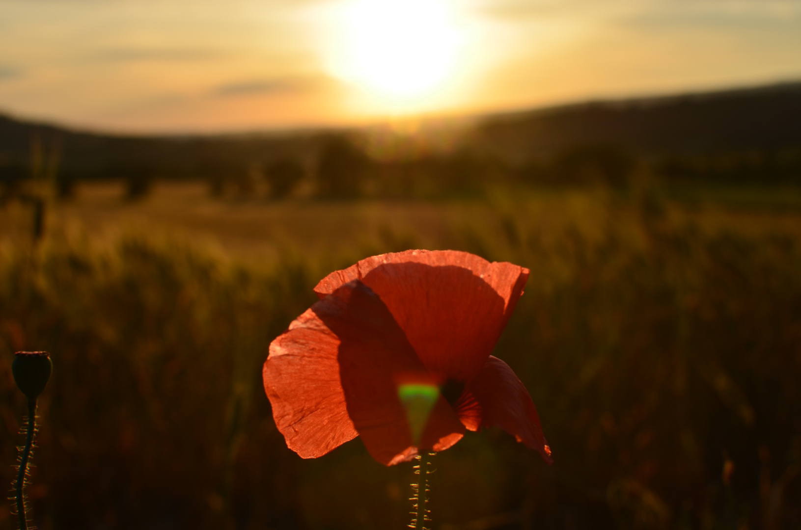 Sonnenuntergang in der Provence