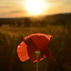 Sonnenuntergang in der Provence