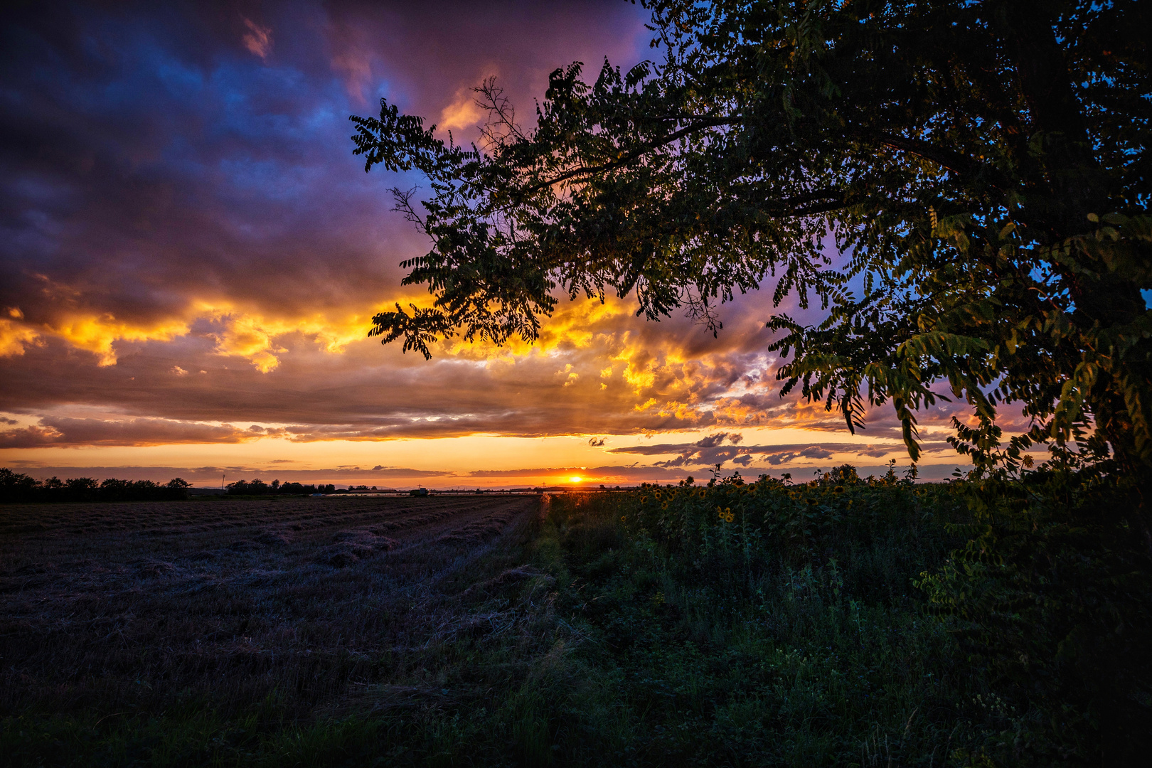 Sonnenuntergang in der Rheinebene