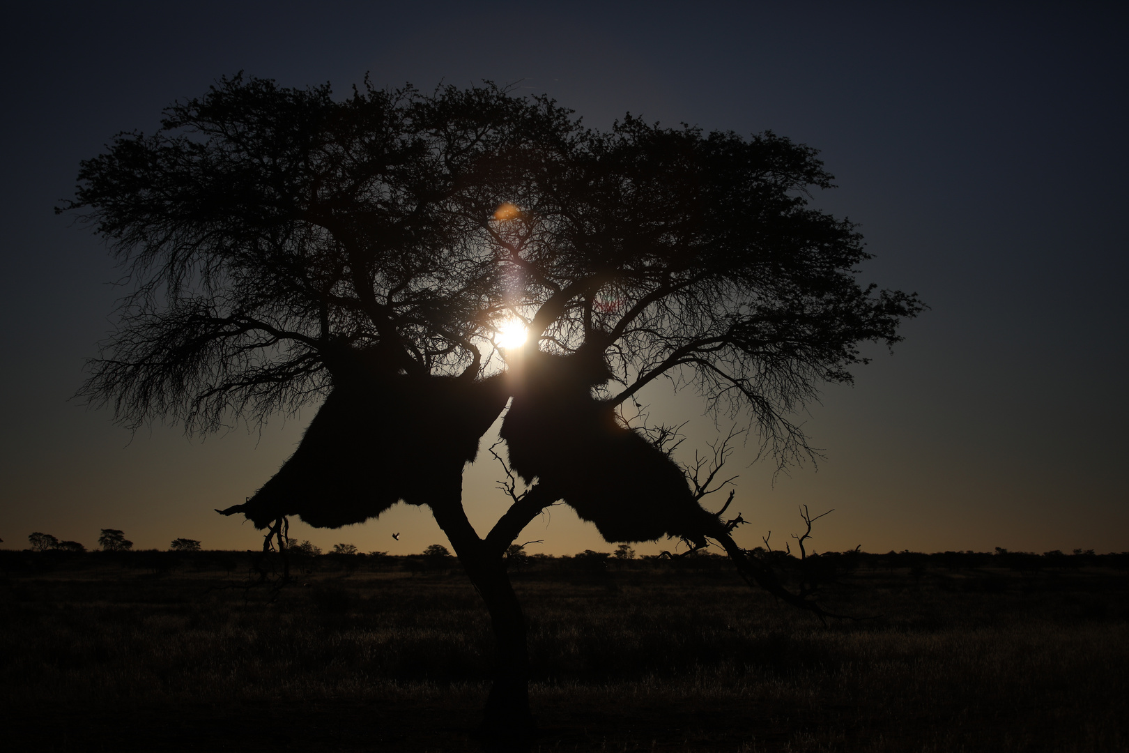 Sonnenuntergang in der Savanne