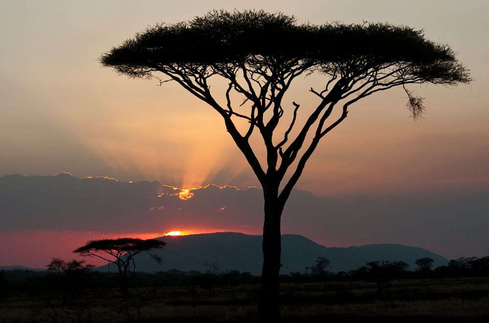 Sonnenuntergang in der Serengeti