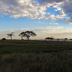 sonnenuntergang in der serengeti