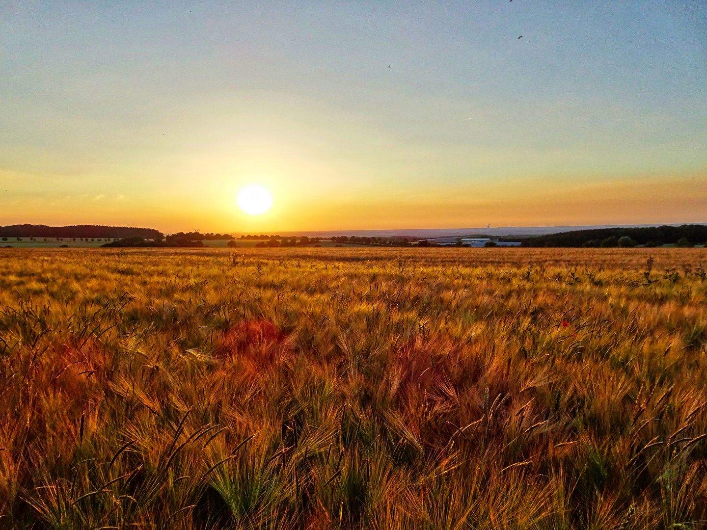 Sonnenuntergang in der Soester Börde I