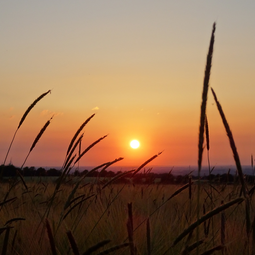 Sonnenuntergang in der Soester Börde II