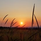 Sonnenuntergang in der Soester Börde II