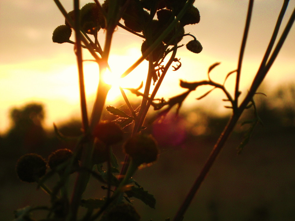 Sonnenuntergang in der Sträucherwelt