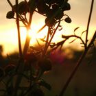 Sonnenuntergang in der Sträucherwelt