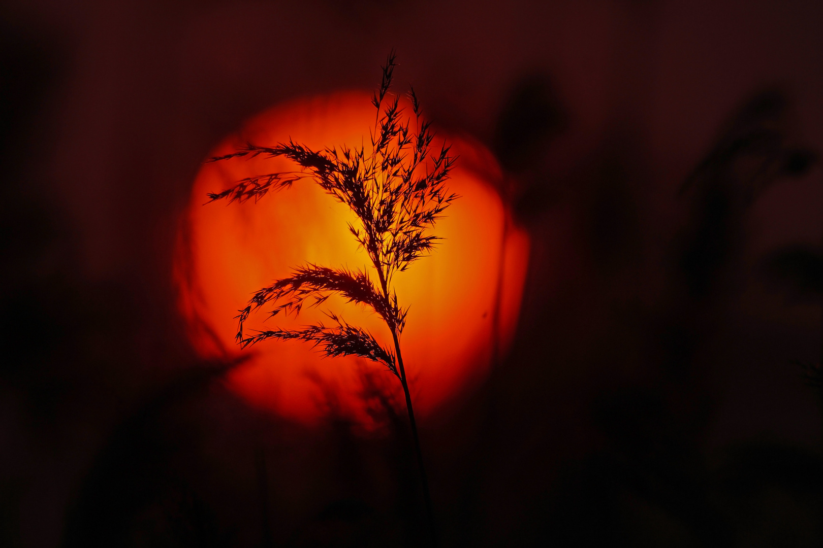 Sonnenuntergang in der Teichlandschaft