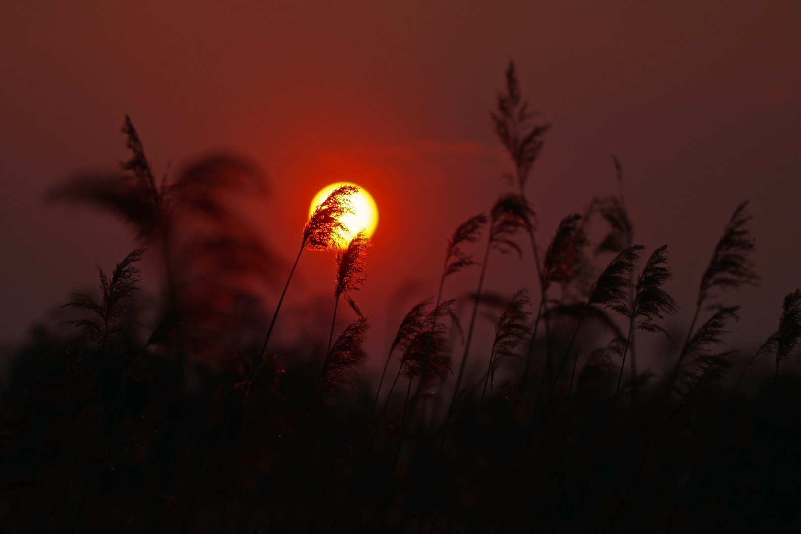 Sonnenuntergang in der Teichlandschaft