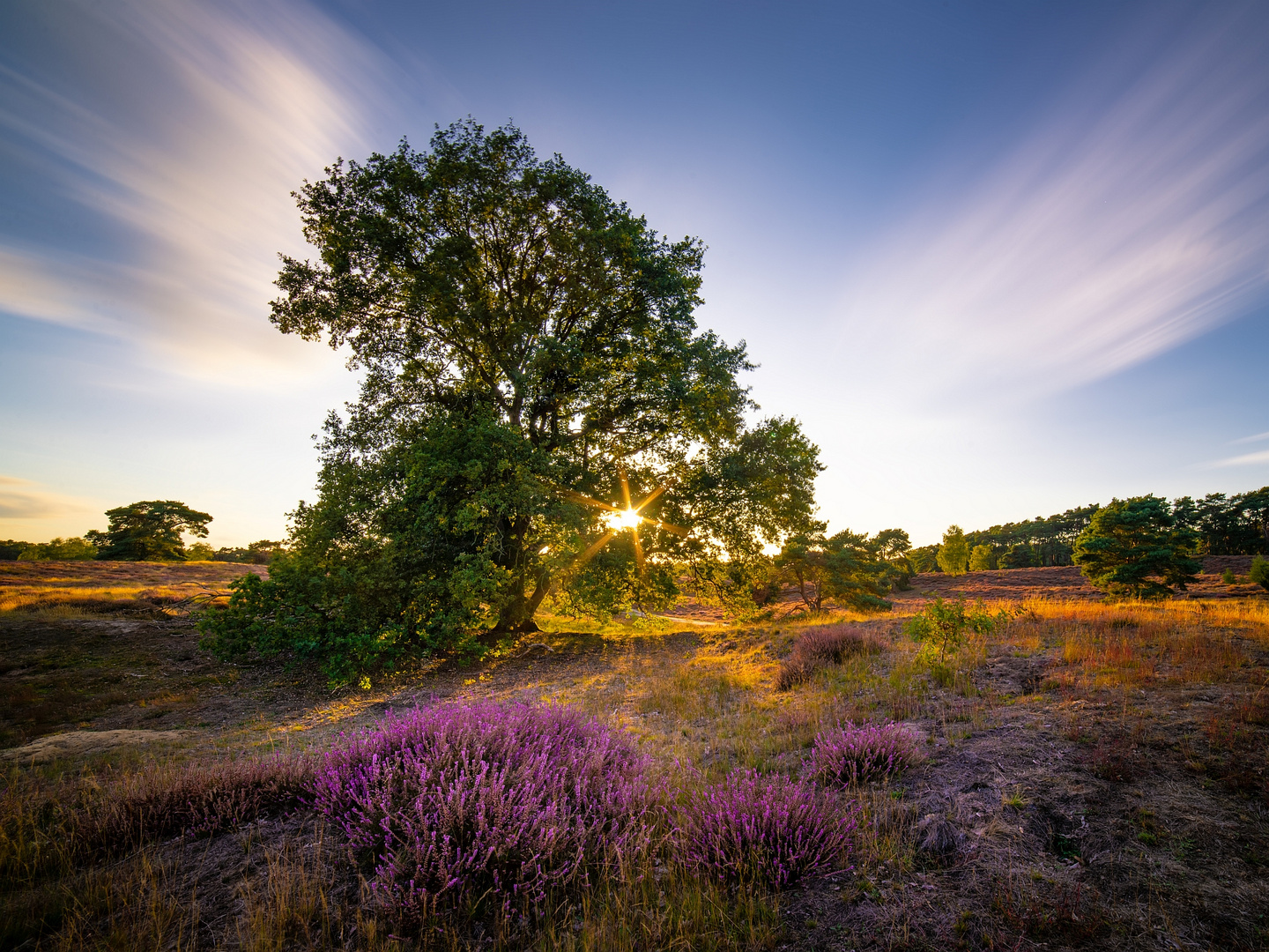 Sonnenuntergang in der Westruper Heide