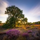 Sonnenuntergang in der Westruper Heide