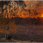 Sonnenuntergang in der Westruper Heide