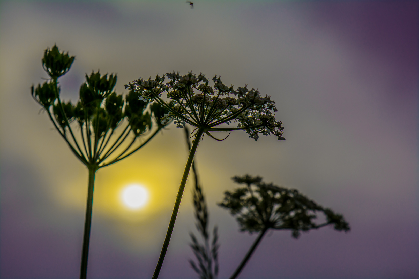 Sonnenuntergang in der Wildwiese