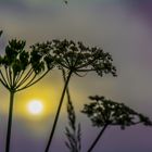 Sonnenuntergang in der Wildwiese