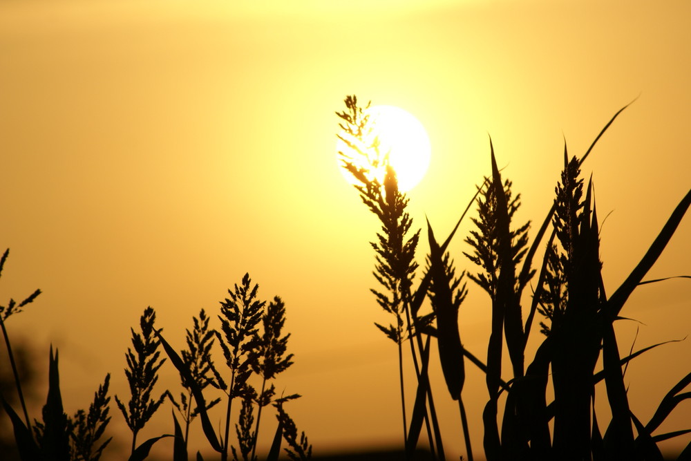 Sonnenuntergang in der Wüste