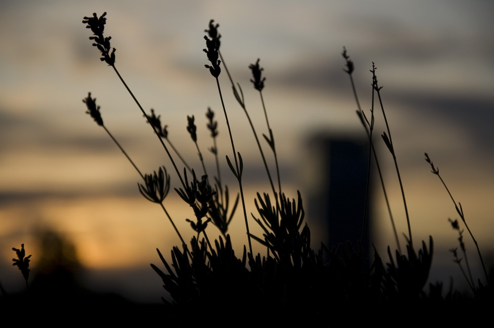 Sonnenuntergang in Düsseldorf