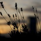 Sonnenuntergang in Düsseldorf