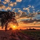 Sonnenuntergang in Edingen