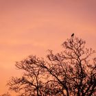 Sonnenuntergang in Enschede 