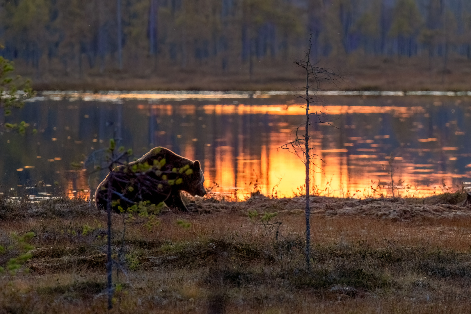 Sonnenuntergang in Finnland mit Bär