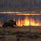 Sonnenuntergang in Finnland mit Bär