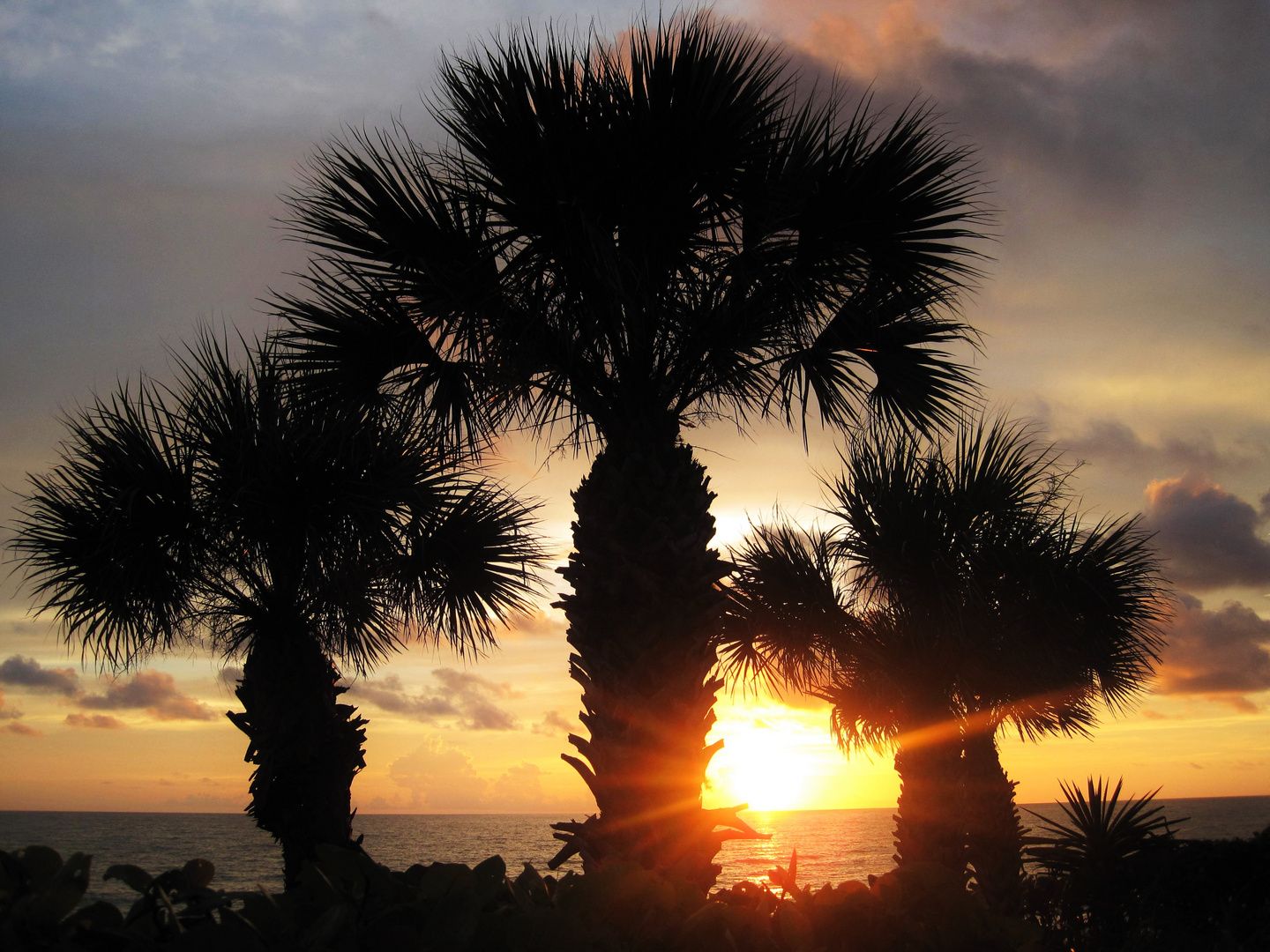 Sonnenuntergang in Florida, mit Fächerpalmen