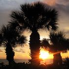 Sonnenuntergang in Florida, mit Fächerpalmen