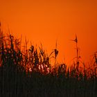 Sonnenuntergang in Ft. Namutoni