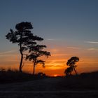 Sonnenuntergang in het Bergerbos - Afferden